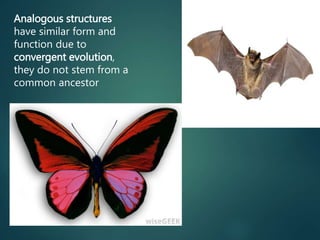 Analogous structures
have similar form and
function due to
convergent evolution,
they do not stem from a
common ancestor
 
