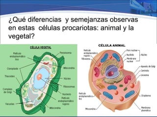 Conceptos básicos
Aerobia
Organismo que necesita
respirar oxígeno para vivir o
desarrollarse.
Anaerobio
Organismo que es capaz de
vivir o desarrollarse en un
medio sin oxígeno.
 
