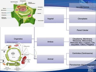 Conceptos básicos
Unicelular
Organismo que está
formado por una sola
célula..
Pluricelular o multicelular
Organismo que que está
constituido por dos o más
células
 