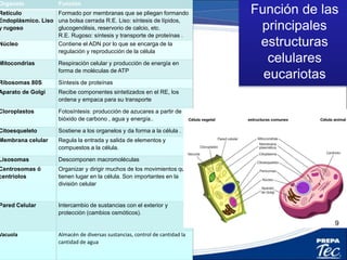 Células Eucariotas:
¿Qué diferencias y semejanzas observas en
estas células eucariotas: animal y la vegetal?
 
