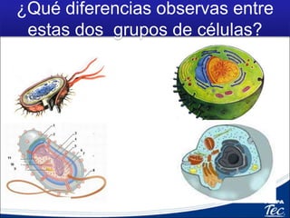¿Qué diferencias observas entre
estas dos grupos de células?
 