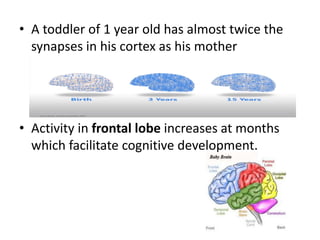 • A toddler of 1 year old has almost twice the
synapses in his cortex as his mother
• Activity in frontal lobe increases at months
which facilitate cognitive development.
 