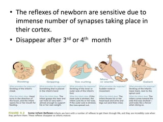 • The reflexes of newborn are sensitive due to
immense number of synapses taking place in
their cortex.
• Disappear after 3rd or 4th month
 