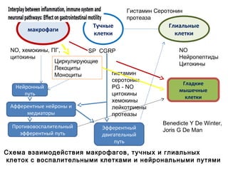 макрофаги
Тучные
клетки
Глиальные
клетки
Гистамин Серотонин
протеаза
NO
Нейропептиды
Цитокины
NO, хемокины, ПГ,
цитокины
SP CGRP
Циркулирующие
Лекоциты
Моноциты
Нейронный
путь
Афферентные нейроны и
медиаторы
Противовоспалительный
эфферентный путь
Гладкие
мышечные
клетки
гистамин
серотонин
PG - NO
цитокины
хемокины
лейкотриены
протеазы
Эфферентный
двигательный
путь
Схема взаимодействия макрофагов, тучных и глиальных
клеток с воспалительными клетками и нейрональными путями
Benedicte Y De Winter,
Joris G De Man
 