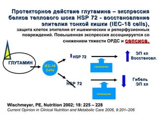 Протекторное действие глутамина – экспрессияПротекторное действие глутамина – экспрессия
белков теплового шокабелков теплового шока HSP 72HSP 72 - восстановление- восстановление
эпителия тонкой кишкиэпителия тонкой кишки (IEC-18 cells)(IEC-18 cells) ,,
защита клеток эпителия от ишемических и реперфузионных
повреждений. Повышенная экспрессия ассоциируется со
снижением тяжести ОРДС и сепсиса.сепсиса.
гипоксиягипоксия
ГЛУТАМИНГЛУТАМИН
IEC-18IEC-18
CellsCells
HSP 72HSP 72
ЭП клЭП кл
ВосстановлВосстановл ..
HSP 72HSP 72
гипоксиягипоксия
ГибельГибель
ЭП клЭП кл
Wischmeyer, PE, Nutrition 2002; 18: 225 – 228Wischmeyer, PE, Nutrition 2002; 18: 225 – 228
Current Opinion in Clinical Nutrition and Metabolic Care 2006, 9:201–206
 