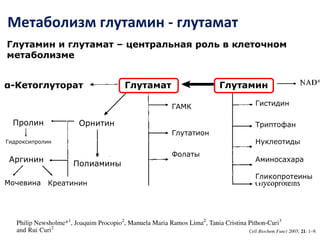 Метаболизм глутамин - глутамат
Глутамин и глутамат – центральная роль в клеточном
метаболизме
ГлутаминГлутаматα-Кетоглуторат
Гистидин
Триптофан
Нуклеотиды
Аминосахара
Гликопротеины
ГАМК
Глутатион
Фолаты
Орнитин
Полиамины
Пролин
Гидроксипролин
Аргинин
Мочевина Креатинин
 