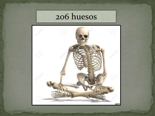 206 huesos
 