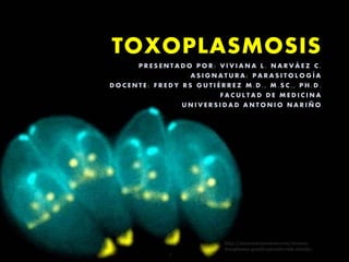 TOXOPLASMOSISTOXOPLASMOSIS
P R E S E N T A D O P O R : V I V I A N A L . N A R V Á E Z C .
A S I G N A T U R A : P A R A S I T O L O G Í A
D O C E N T E : F R E D Y R S G U T I É R R E Z M . D . , M . S C . , P H . D .
F A C U L T A D D E M E D I C I N A
U N I V E R S I D A D A N T O N I O N A R I Ñ O
http://neurosciencenews.com/women-
toxoplasma-gondii-parasite-risk-suicide/
 