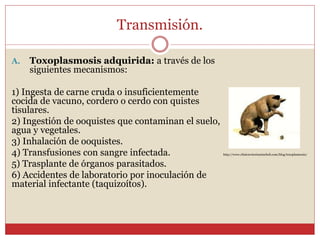 Transmisión.
A. Toxoplasmosis adquirida: a través de los
siguientes mecanismos:
1) Ingesta de carne cruda o insuficientemente
cocida de vacuno, cordero o cerdo con quistes
tisulares.
2) Ingestión de ooquistes que contaminan el suelo,
agua y vegetales.
3) Inhalación de ooquistes.
4) Transfusiones con sangre infectada.
5) Trasplante de órganos parasitados.
6) Accidentes de laboratorio por inoculación de
material infectante (taquizoítos).
http://www.clinicaveterinariaeboli.com/blog/toxoplasmosis/
 