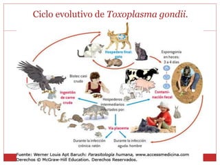 Ciclo evolutivo de Toxoplasma gondii.
 