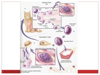 http://www.taringa.net/comunidades/maullidos/8553651/TOXOPLASMA-
GONDII-INFECCION-EN-PERROS-Y-GATOS.html
 