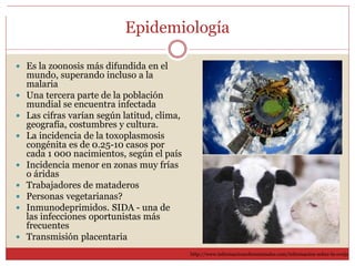 Epidemiología
 Es la zoonosis más difundida en el
mundo, superando incluso a la
malaria
 Una tercera parte de la población
mundial se encuentra infectada
 Las cifras varían según latitud, clima,
geografía, costumbres y cultura.
 La incidencia de la toxoplasmosis
congénita es de 0.25-10 casos por
cada 1 000 nacimientos, según el país
 Incidencia menor en zonas muy frías
o áridas
 Trabajadores de mataderos
 Personas vegetarianas?
 Inmunodeprimidos. SIDA - una de
las infecciones oportunistas más
frecuentes
 Transmisión placentaria
http://www.informacionsobreanimales.com/informacion-sobre-la-oveja
 