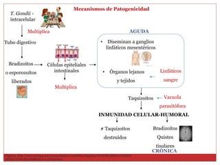 Mecanismos de Patogenicidad
T. Gondii -
intracelular
Multiplica
Tubo digestivo
Células epiteliales
intestinales
• Diseminan a ganglios
linfáticos mesentéricos
Bradizoítos
o esporozoítos
liberados
Multiplica
• Órganos lejanos
y tejidos
Linfáticos
sangre
Taquizoítos Vacuola
parasitófora
INMUNIDAD CELULAR-HUMORAL
# Taquizoítos
destruídos
Bradizoítos
Quistes
tisulares
AGUDA
CRÓNICA
Figuras. http://www.taringa.net/comunidades/maullidos/8553651/TOXOPLASMA-GONDII-
INFECCION-EN-PERROS-Y-GATOS.html
 