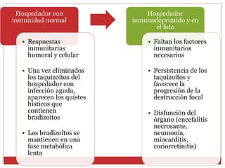 Hospedador con
inmunidad normal
• Respuestas
inmunitarias
humoral y celular
• Una vez eliminados
los taquizoítos del
hospedador con
infección aguda,
aparecen los quistes
hísticos que
contienen
bradizoítos
• Los bradizoítos se
mantienen en una
fase metabólica
lenta
Hospedador
inmunodeprimido y en
el feto
• Faltan los factores
inmunitarios
necesarios
• Persistencia de los
taquizoítos y
favorece la
progresión de la
destrucción focal
• Disfunción del
órgano (encefalitis
necrosante,
neumonía,
miocarditis,
coriorretinitis)
 