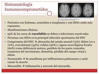 Sintomatología
Inmunocomprometidos
 Pacientes con linfomas, sometidos a trasplantes y con SIDA están más
expuestos.
 Manifestaciones clínicas:
 95% de los casos de encefalitis se deben a infecciones reactivadas
 Personas con SIDA es la principal infección oportunista del SNC
 Compromiso del SNC  alteración del estado mental (75%), fiebre (10 a
72%), convulsiones (33%), cefalea (56%) y signos neurológicos focales
(60%) como deficiencia motora, parálisis de los pares craneales,
trastornos del movimiento, dismetría, pérdida del campo visual y
afasia.
 Neumonitis  Se manifiesta por infiltraciones pulmonares y suele
causar la muerte.
 Miocarditis  Inflamación y necrosis del miocardio.
 