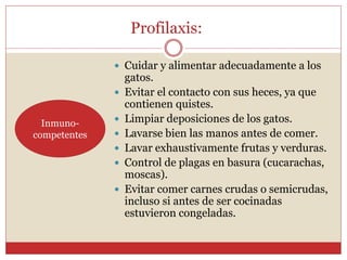  Cuidar y alimentar adecuadamente a los
gatos.
 Evitar el contacto con sus heces, ya que
contienen quistes.
 Limpiar deposiciones de los gatos.
 Lavarse bien las manos antes de comer.
 Lavar exhaustivamente frutas y verduras.
 Control de plagas en basura (cucarachas,
moscas).
 Evitar comer carnes crudas o semicrudas,
incluso si antes de ser cocinadas
estuvieron congeladas.
Profilaxis:
Inmuno-
competentes
 