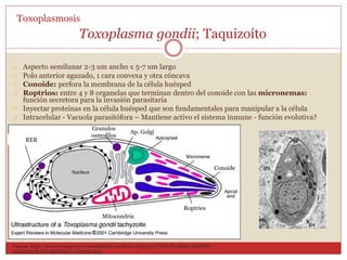 Toxoplasma gondii; Taquizoíto
 Aspecto semilunar 2-3 um ancho x 5-7 um largo
 Polo anterior aguzado, 1 cara convexa y otra cóncava
 Conoide: perfora la membrana de la célula huésped
 Roptrios: entre 4 y 8 organelas que terminan dentro del conoide con las micronemas:
función secretora para la invasión parasitaria
 Inyectar proteínas en la célula huésped que son fundamentales para manipular a la célula
 Intracelular - Vacuola parasitófora – Mantiene activo el sistema inmune - función evolutiva?
RER
Roptries
Conoide
Ap. Golgi
Mitocondria
Granulos
osmofilos
Toxoplasmosis
Figuras. http://www.taringa.net/comunidades/maullidos/8553651/TOXOPLASMA-GONDII-
INFECCION-EN-PERROS-Y-GATOS.html
 