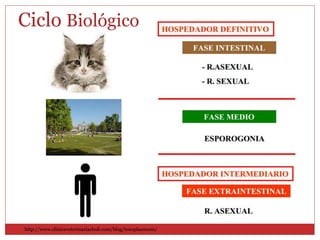 http://www.clinicaveterinariaeboli.com/blog/toxoplasmosis/
Ciclo Biológico
 