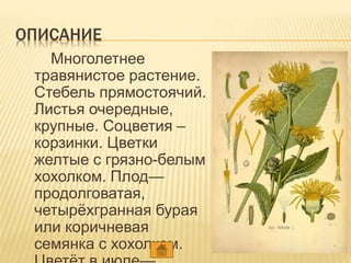 ОПИСАНИЕ
Многолетнее
травянистое растение.
Стебель прямостоячий.
Листья очередные,
крупные. Соцветия –
корзинки. Цветки
желтые с грязно-белым
хохолком. Плод—
продолговатая,
четырёхгранная бурая
или коричневая
семянка с хохолком.
 