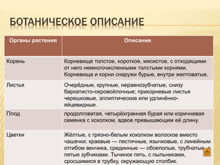 БОТАНИЧЕСКОЕ ОПИСАНИЕ
Органы растения Описание
Корень Корневище толстое, короткое, мясистое, с отходящими
от него немногочисленными толстыми корнями.
Корневища и корни снаружи бурые, внутри желтоватые.
Листья Очерёдные, крупные, неравнозубчатые, снизу
бархатисто-серовойлочные; прикорневые листья
черешковые, эллиптические или удлинённо-
яйцевидные.
Плод продолговатая, четырёхгранная бурая или коричневая
семянка с хохолком, вдвое превышающим её длину.
Цветки Жёлтые, с грязно-белым хохолком волосков вместо
чашечки; краевые — пестичные, язычковые, с линейным
отгибом венчика, срединные — обоеполые, трубчатые, с
пятью зубчиками. Тычинок пять, с пыльниками,
сросшимися в трубку, окружающую столбик.
 