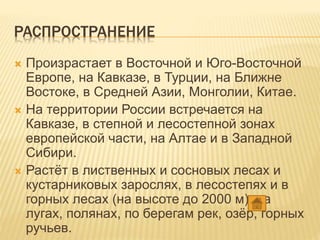 РАСПРОСТРАНЕНИЕ
 Произрастает в Восточной и Юго-Восточной
Европе, на Кавказе, в Турции, на Ближне
Востоке, в Средней Азии, Монголии, Китае.
 На территории России встречается на
Кавказе, в степной и лесостепной зонах
европейской части, на Алтае и в Западной
Сибири.
 Растёт в лиственных и сосновых лесах и
кустарниковых зарослях, в лесостепях и в
горных лесах (на высоте до 2000 м), на
лугах, полянах, по берегам рек, озёр, горных
ручьев.
 