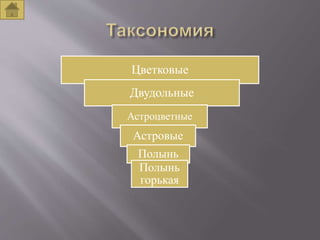 Цветковые
Двудольные
Астроцветные
Астровые
Полынь
Полынь
горькая
 