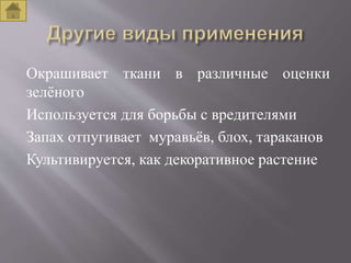 Окрашивает ткани в различные оценки
зелёного
Используется для борьбы с вредителями
Запах отпугивает муравьёв, блох, тараканов
Культивируется, как декоративное растение
 