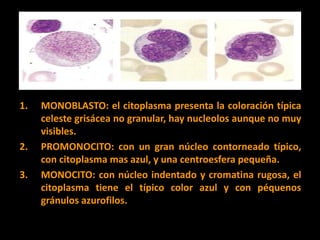 5. leucopoyesis | PDF