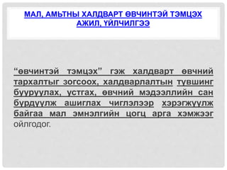 МАЛ, АМЬТНЫ ХАЛДВАРТ ӨВЧИНТЭЙ ТЭМЦЭХ
АЖИЛ, ҮЙЛЧИЛГЭЭ
“өвчинтэй тэмцэх” гэж халдварт өвчний
тархалтыг зогсоох, халдварлалтын түвшинг
бууруулах, устгах, өвчний мэдээллийн сан
бүрдүүлж ашиглах чиглэлээр хэрэгжүүлж
байгаа мал эмнэлгийн цогц арга хэмжээг
ойлгодог.
 