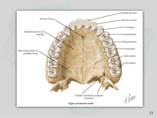 5.osteology of maxilla and mandible, facial nerve