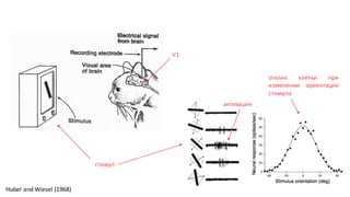 Hubel	and	Wiesel	(1968)
стимул
отклик клетки при
изменении ориентации
стимула
активация
V1
 