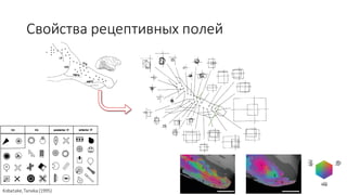 Свойства	рецептивных	полей
Kobatake,	Tanaka	(1995)
 