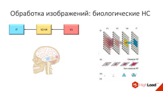 Обработка	изображений:	биологические	НС
IT V2-V4 V1
 