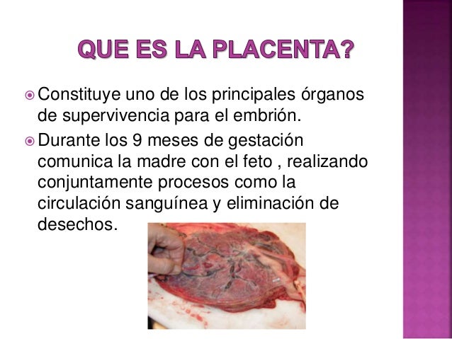 Resultado de imagen de que es la placenta