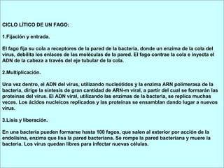 CICLO LÍTICO DE UN FAGO:
1.Fijación y entrada.
El fago fija su cola a receptores de la pared de la bacteria, donde un enzima de la cola del
virus, debilita los enlaces de las moléculas de la pared. El fago contrae la cola e inyecta el
ADN de la cabeza a través del eje tubular de la cola.
2.Multiplicación.
Una vez dentro, el ADN del virus, utilizando nucleótidos y la enzima ARN polimerasa de la
bacteria, dirige la síntesis de gran cantidad de ARN-m viral, a partir del cual se formarán las
proteínas del virus. El ADN viral, utilizando las enzimas de la bacteria, se replica muchas
veces. Los ácidos nucleicos replicados y las proteínas se ensamblan dando lugar a nuevos
virus.
3.Lisis y liberación.
En una bacteria pueden formarse hasta 100 fagos, que salen al exterior por acción de la
endolisina, enzima que lisa la pared bacteriana. Se rompe la pared bacteriana y muere la
bacteria. Los virus quedan libres para infectar nuevas células.
 