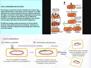 CICLO LISOGÉNICO DE UN FAGO:
No siempre se produce la lisis inmediata de la célula. Hay
fagos atemperados o atenuados, que se integran en el ADN
bacteriano por entrecruzamiento de dos regiones idénticas
del fago y la bacteria. Estos fagos integrados se denominan
profagos, y se replican pasivamente con el ADN de la
bacteria. Las bacterias capaces de establecer esa relación
con los fagos atenuados se denominan lisogénicas.
El ADN del profago puede permanecer en forma latente
durante varias generaciones de la bacteria, hasta que un
estímulo induzca la separación del profago que iniciará un
ciclo lítico típico.
 