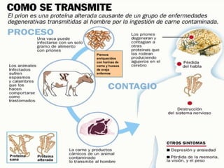 Piensos
enriquecidos
con harinas de
carne y huesos
de oveja
enfermas
 