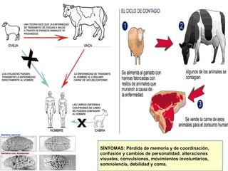 SÍNTOMAS: Pérdida de memoria y de coordinación,
confusión y cambios de personalidad, alteraciones
visuales, convulsiones, movimientos involuntarios,
somnolencia, debilidad y coma.
 