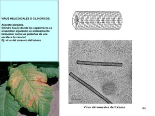 VIRUS HELICOIDALES O CILÍNDRICOS:
Aspecto alargado.
Cilindro hueco donde los capsómeros se
ensamblan siguiendo un ordenamiento
helicoidal, como los peldaños de una
escalera de caracol.
Ej: virus del mosaico del tabaco
 