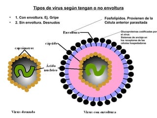 Tipos de virus según tengan o no envoltura
• 1. Con envoltura. Ej. Gripe
• 2. Sin envoltura. Desnudos
Fosfolípidos. Provienen de la
Célula anterior parasitada
Glucoproteínas codificadas por
el virus:
Sistemas de anclaje en
los receptores de las
células hospedadoras
 
