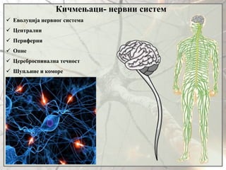 Кичмењаци- нервни систем
 Еволуција нервног система
 Централни
 Периферни
 Опне
 Цереброспинална течност
 Шупљине и коморе
 