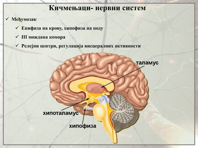 5. Nervni sistem | PPT