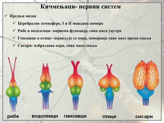 5. Nervni sistem | PPT