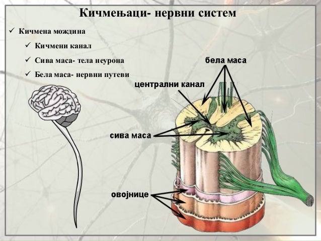 5. Nervni sistem