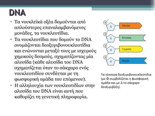 DDNANA
• Tα νουκλεϊκά οξέα δομούνται από
απλούστερες επαναλαμβανόμενες
μονάδες, τα νουκλεοτίδια.
• Τα νουκλεοτίδια που δομούν το DNA
ονομάζονται δεοξυριβονουκλεοτίδια
και ενώνονται μεταξύ τους με ισχυρούς
χημικούς δεσμούς, σχηματίζοντας μία
αλυσίδα (κάθε αλυσίδα του DNA
σχηματίζεται όταν το σάκχαρο ενός
νουκλεοτιδίου συνδέεται με τη
φωσφορική ομάδα του επόμενου).
• Η αλληλουχία των νουκλεοτιδίων στην
αλυσίδα του DNA είναι αυτή που
καθορίζει τη γενετική πληροφορία.
Tα τέσσερα δεοξυριβονουκλεοτίδια
(με Φ συμβολίζεται η φωσφορική
ομάδα και με Δ το σάκχαρο
δεοξυριβόζη).
 