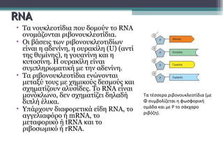 RNARNA
• Τα νουκλεοτίδια που δομούν το RNA
ονομάζονται ριβονουκλεοτίδια.
• Οι βάσεις των ριβονουκλεοτιδίων
είναι η αδενίνη, η ουρακίλη (U) (αντί
της θυμίνης), η γουανίνη και η
κυτοσίνη. Η ουρακίλη είναι
συμπληρωματική με την αδενίνη.
• Τα ριβονουκλεοτίδια ενώνονται
μεταξύ τους με χημικούς δεσμούς και
σχηματίζουν αλυσίδες. Το RNA είναι
μονόκλωνο, δεν σχηματίζει δηλαδή
διπλή έλικα.
• Yπάρχουν διαφορετικά είδη RNA, το
αγγελιαφόρο ή mRNA, το
μεταφορικό ή tRNA και το
ριβοσωμικό ή rRNA.
Τα τέσσερα ριβονουκλεοτίδια (με
Φ συμβολίζεται η φωσφορική
ομάδα και με P το σάκχαρο
ριβόζη).
 