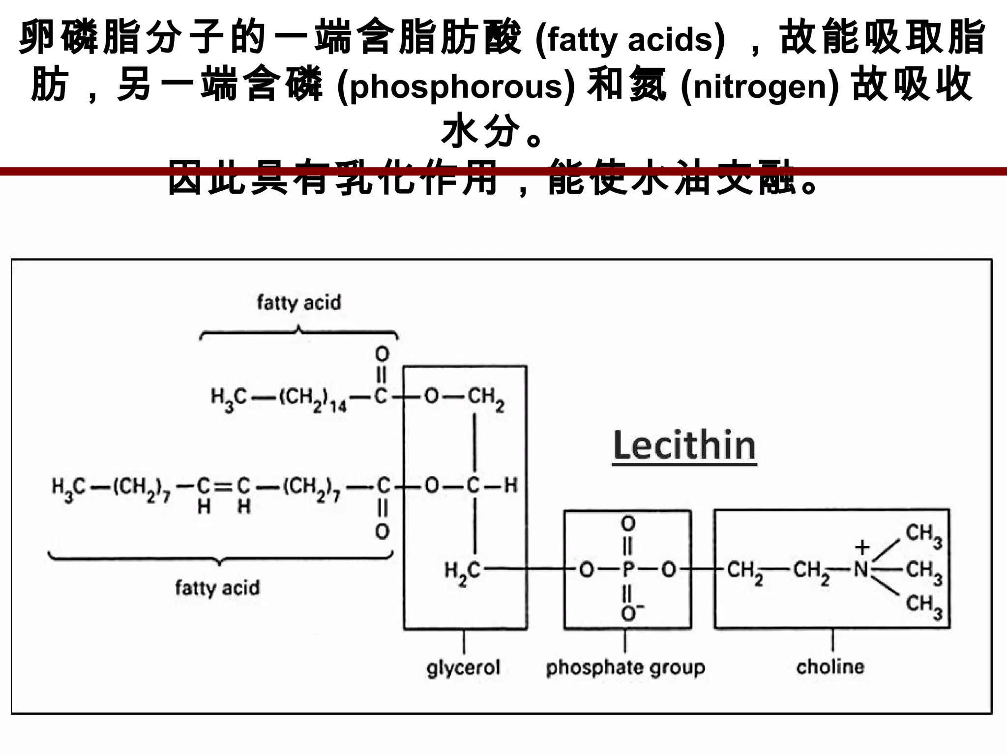 卵磷脂分子的一端含脂肪酸 (fatty acids) ，故能吸取脂
肪，另一端含磷 (phosphorous) 和氮 (nitrogen) 故吸收
水分。
因此具有乳化作用，能使水油交融。
 