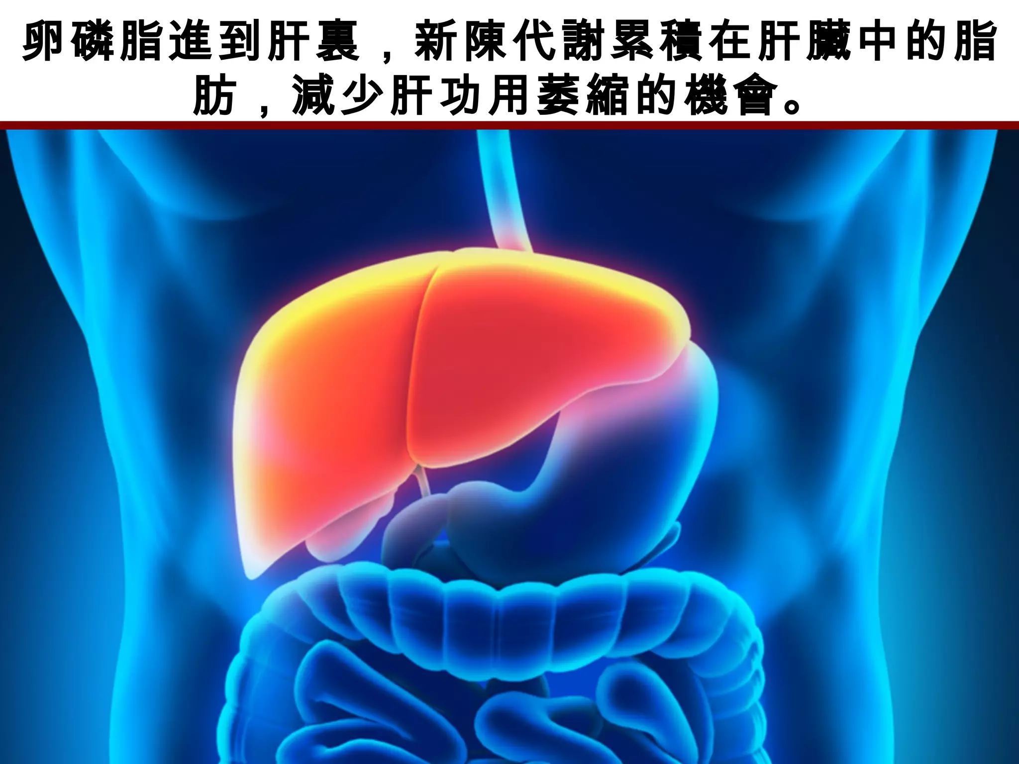 卵磷脂進到肝裏，新陳代謝累積在肝臟中的脂
肪，減少肝功用萎縮的機會。
 