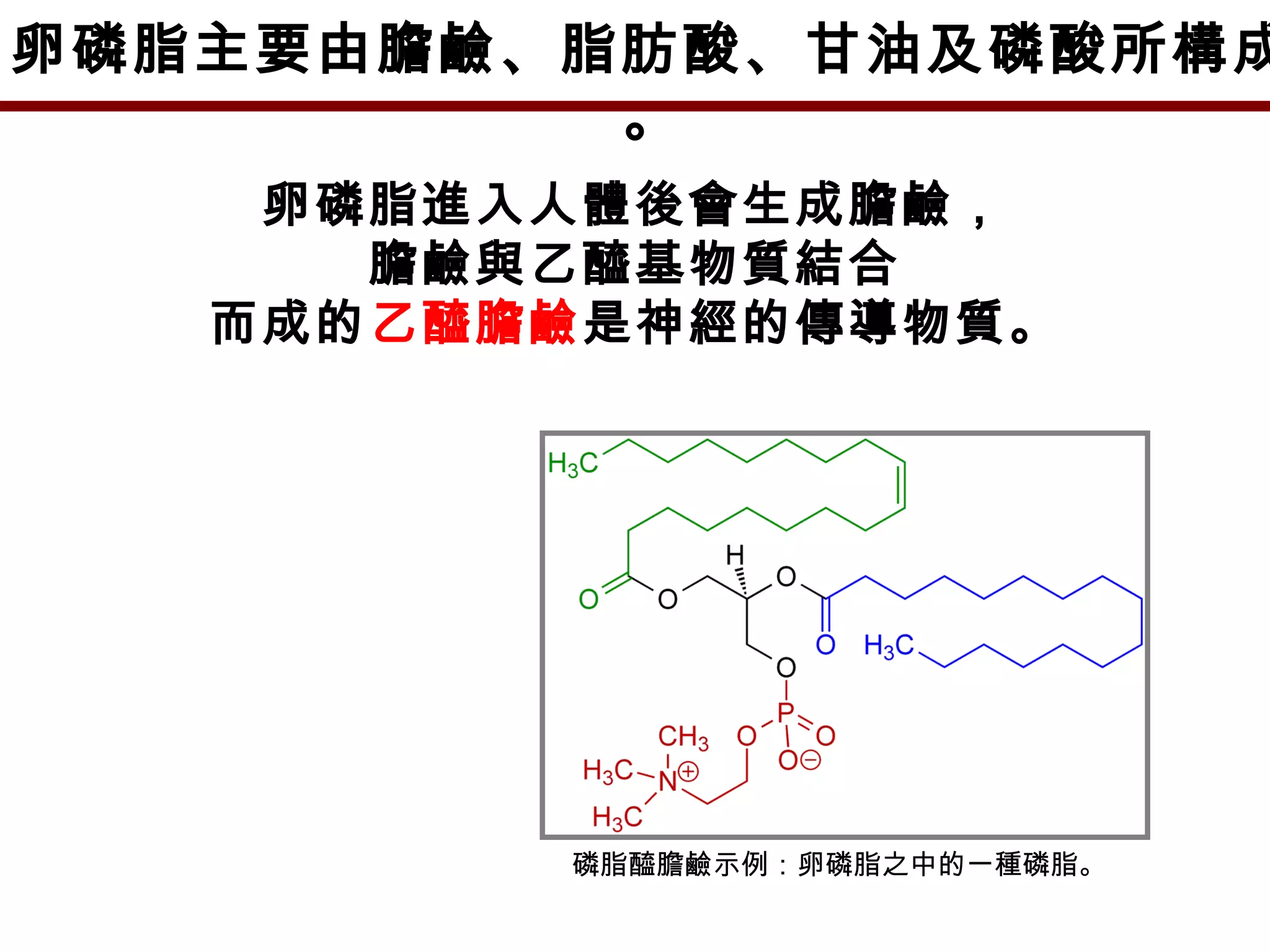卵磷脂進入人體後會生成膽鹼，
膽鹼與乙醯基物質結合
而成的乙醯膽鹼是神經的傳導物質。
磷脂醯膽鹼示例：卵磷脂之中的一種磷脂。
卵磷脂主要由膽鹼、脂肪酸、甘油及磷酸所構成
。
 
