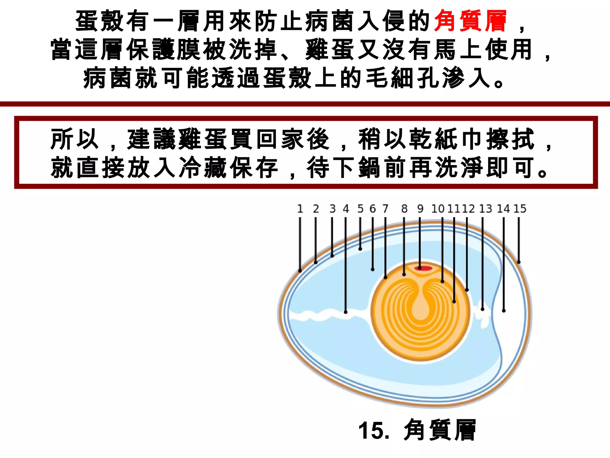 蛋殼有一層用來防止病菌入侵的角質層，
當這層保護膜被洗掉、雞蛋又沒有馬上使用，
病菌就可能透過蛋殼上的毛細孔滲入。
15. 角質層
所以，建議雞蛋買回家後，稍以乾紙巾擦拭，
就直接放入冷藏保存，待下鍋前再洗淨即可。
 